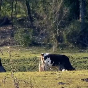 The cow began to lose milk, and the farmer noticed that she was leaving in the evening for the forest. He decided to follow